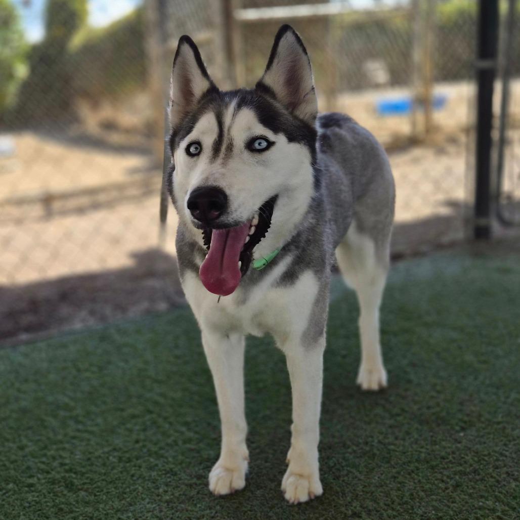 Enlarge Giselle, a Adoptable mixed breed in Riverside, CA image 3/6