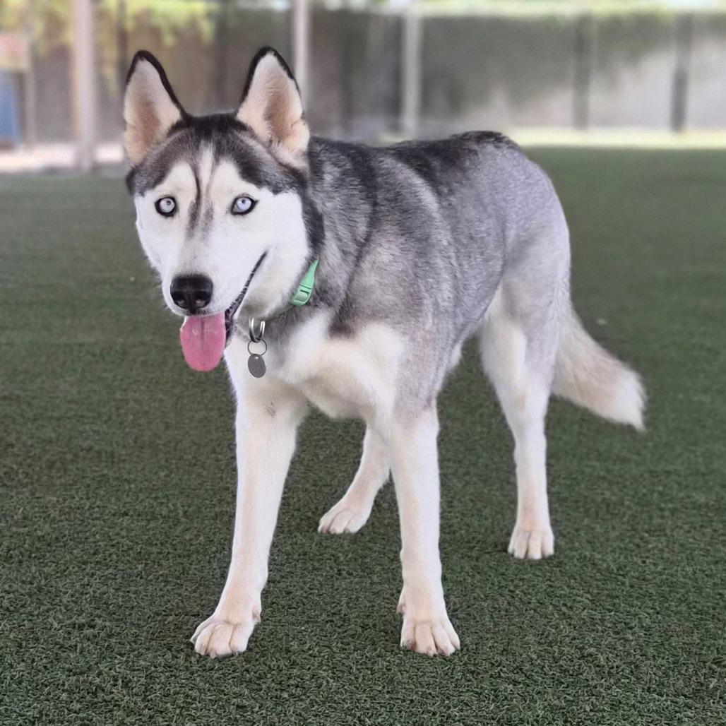 Enlarge Giselle, a Adoptable mixed breed in Riverside, CA image 4/6