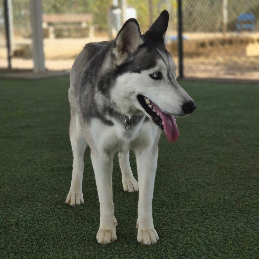 Enlarge Giselle, a Adoptable mixed breed in Riverside, CA image 5/6