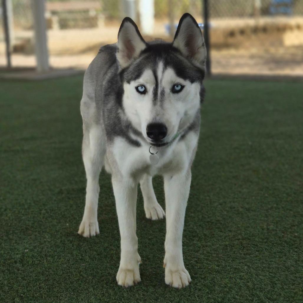 Enlarge Giselle, a Adoptable mixed breed in Riverside, CA image 6/6