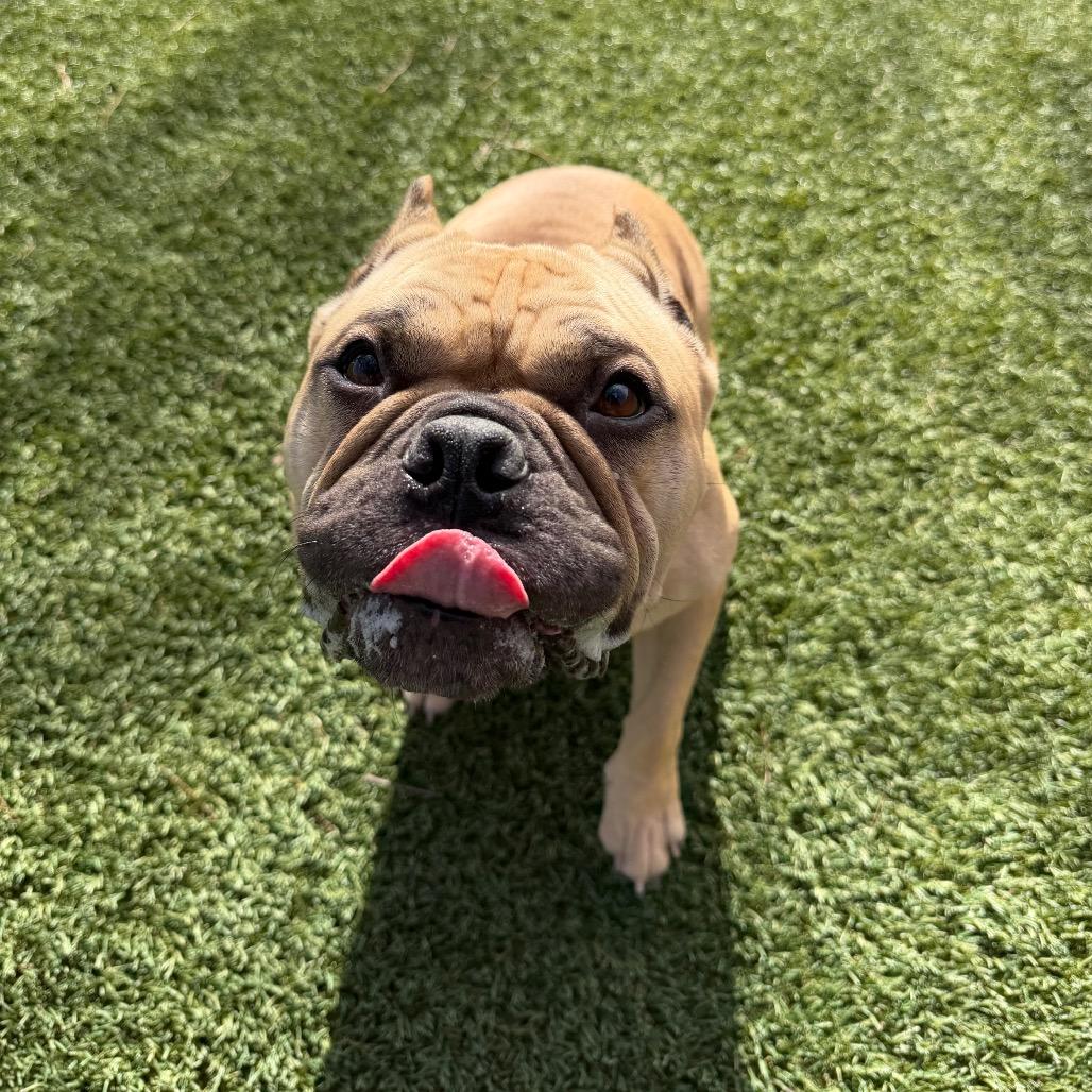 Jen, Adoptable, Adult Female French Bulldog.