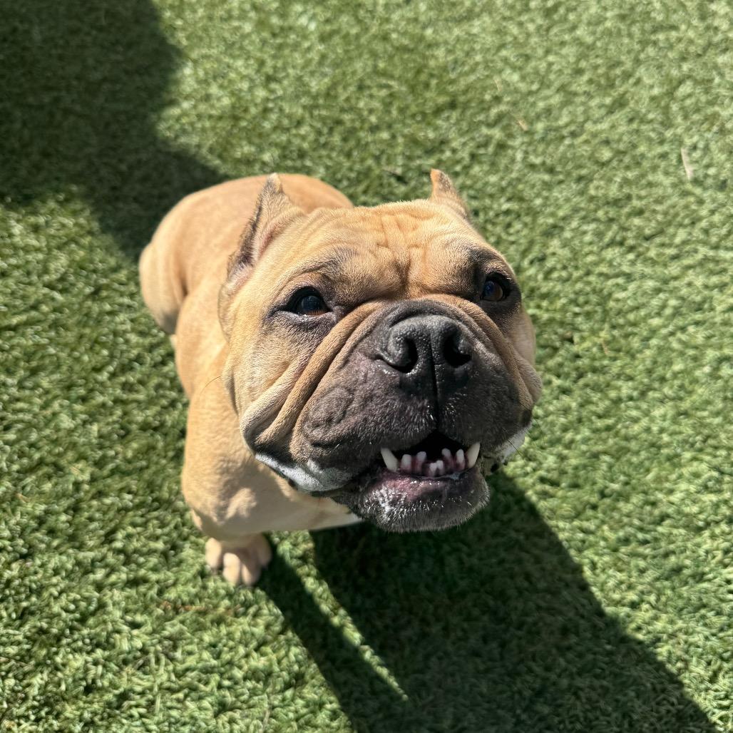 Jen, Adoptable, Adult Female French Bulldog.