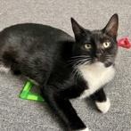 Asher (Bonded with Ricardo), a ADOPTABLE Domestic Short Hair in Richmond Hill, ON image 1/6