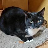 Asher (Bonded with Ricardo), a ADOPTABLE Domestic Short Hair in Richmond Hill, ON image 3/6