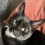 Asher (Bonded with Ricardo), a ADOPTABLE Domestic Short Hair in Richmond Hill, ON image 6/6