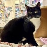 Asher (Bonded with Ricardo), a ADOPTABLE Domestic Short Hair in Richmond Hill, ON image 5/6