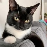 Asher (Bonded with Ricardo), a ADOPTABLE Domestic Short Hair in Richmond Hill, ON image 2/6