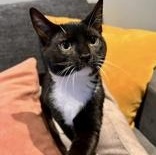 Asher (Bonded with Ricardo), a ADOPTABLE Domestic Short Hair in Richmond Hill, ON image 4/6