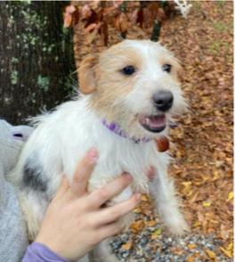 Enlarge Isabella, a Adopted Jack Russell Terrier in Durham, NC image 1/3
