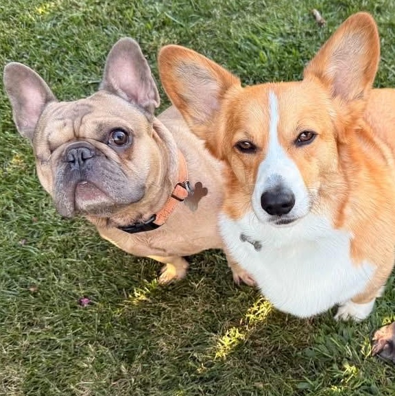 Enlarge Teddy, a Adoptable French Bulldog in Citrus Heights, CA image 2/6