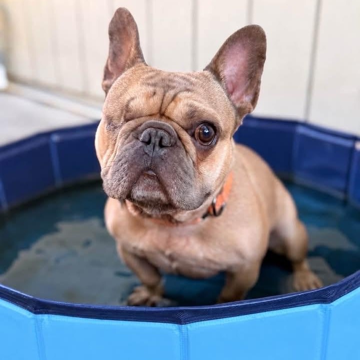 Enlarge Teddy, a Adoptable French Bulldog in Citrus Heights, CA image 4/6