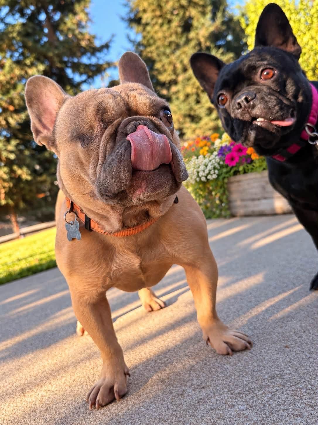 Enlarge Teddy, a Adoptable French Bulldog in Citrus Heights, CA image 6/6