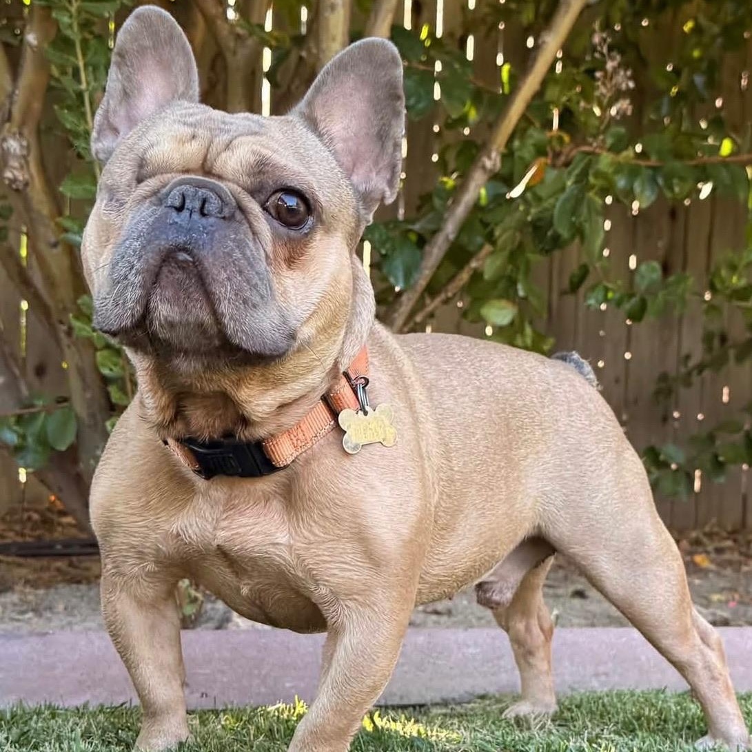 Teddy, Adoptable, Young Male French Bulldog.