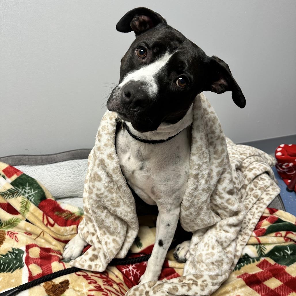 L-49-25 Freddy, Adoptable, Adult Male Pit Bull Terrier & Mixed Breed.