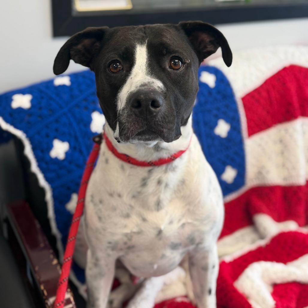 Enlarge L-49-25 Freddy, a Adoptable mixed breed in Watertown, NY image 3/6