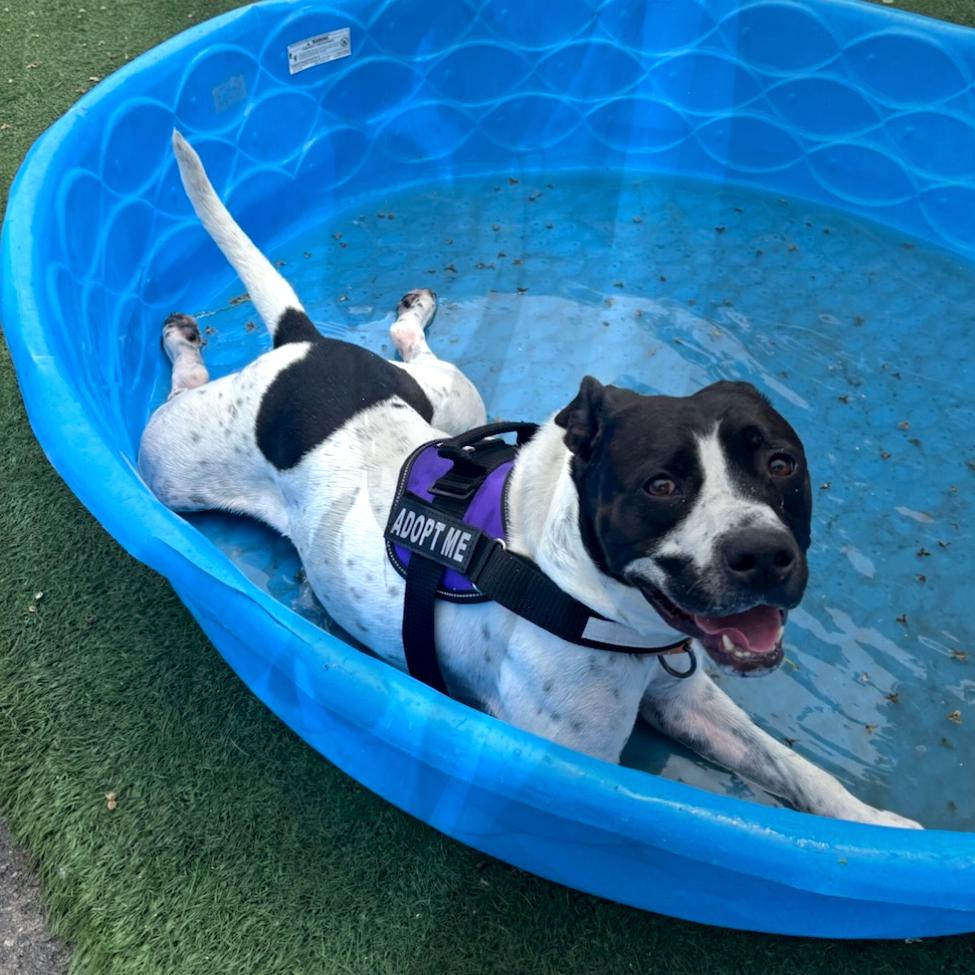 L-49-25 Freddy, a Adoptable mixed breed in Watertown, NY image 6/6