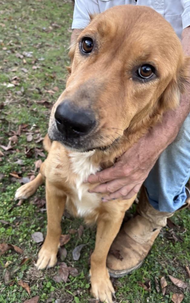 Ellen, Adopted, Adult Female Golden Retriever.