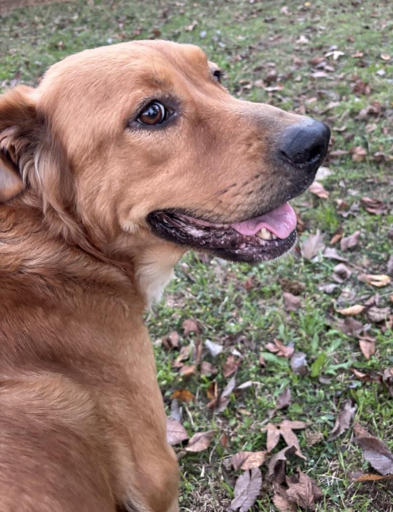 Enlarge Ellen, a Adopted mixed breed in Brookshire, TX image 2/6