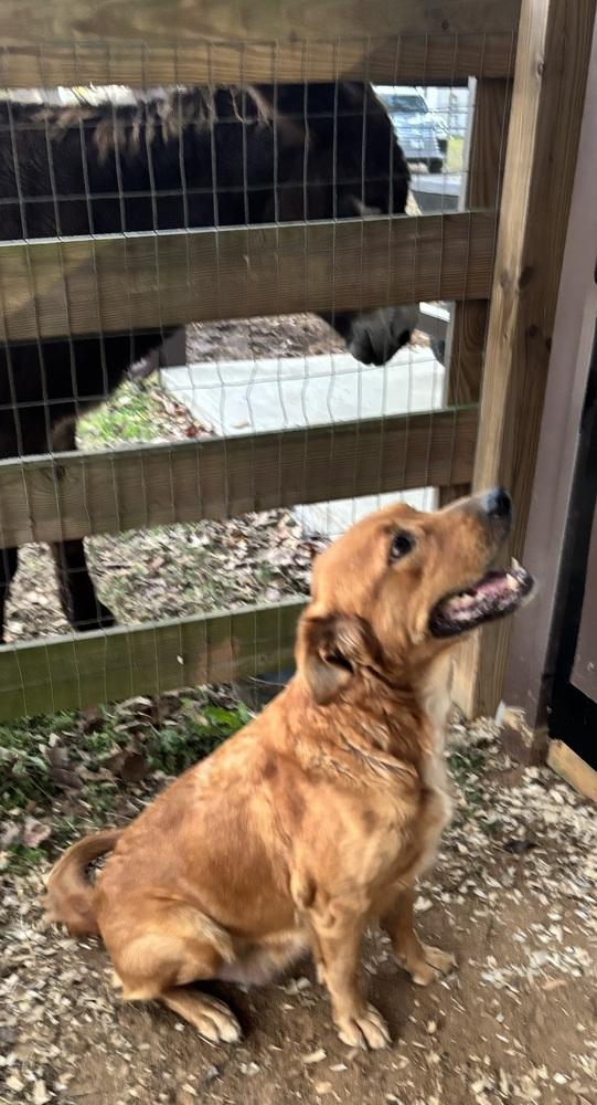 Enlarge Ellen, a Adopted mixed breed in Brookshire, TX image 3/6