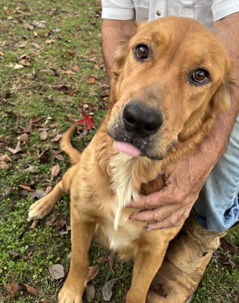 Enlarge Ellen, a Adopted mixed breed in Brookshire, TX image 5/6