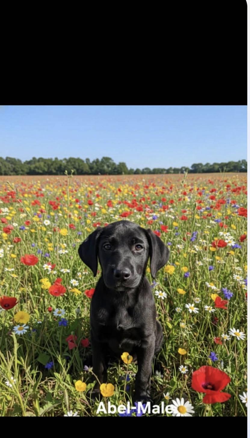 Enlarge Abel, an adopted Labrador Retriever in Wanaque, NJ image 1/1
