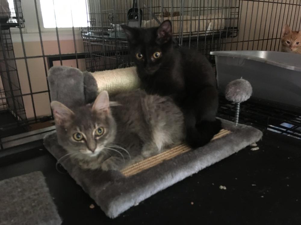 Enlarge Blackfish, a Adoptable Domestic Short Hair in Central Islip, NY image 1/3