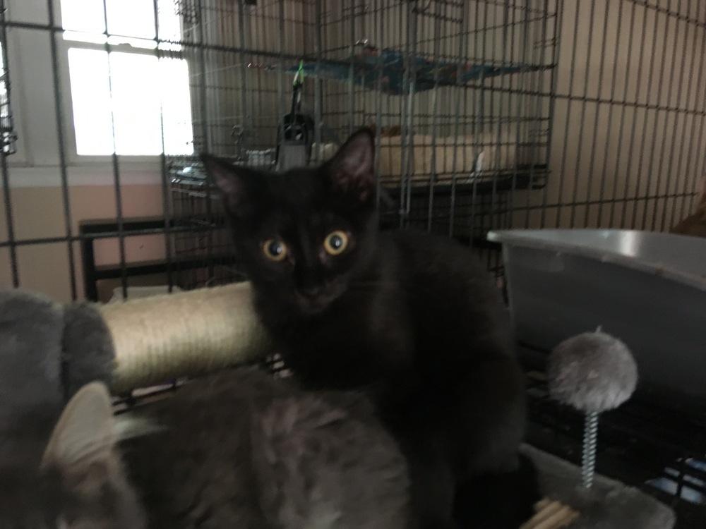 Enlarge Blackfish, a Adoptable Domestic Short Hair in Central Islip, NY image 3/3