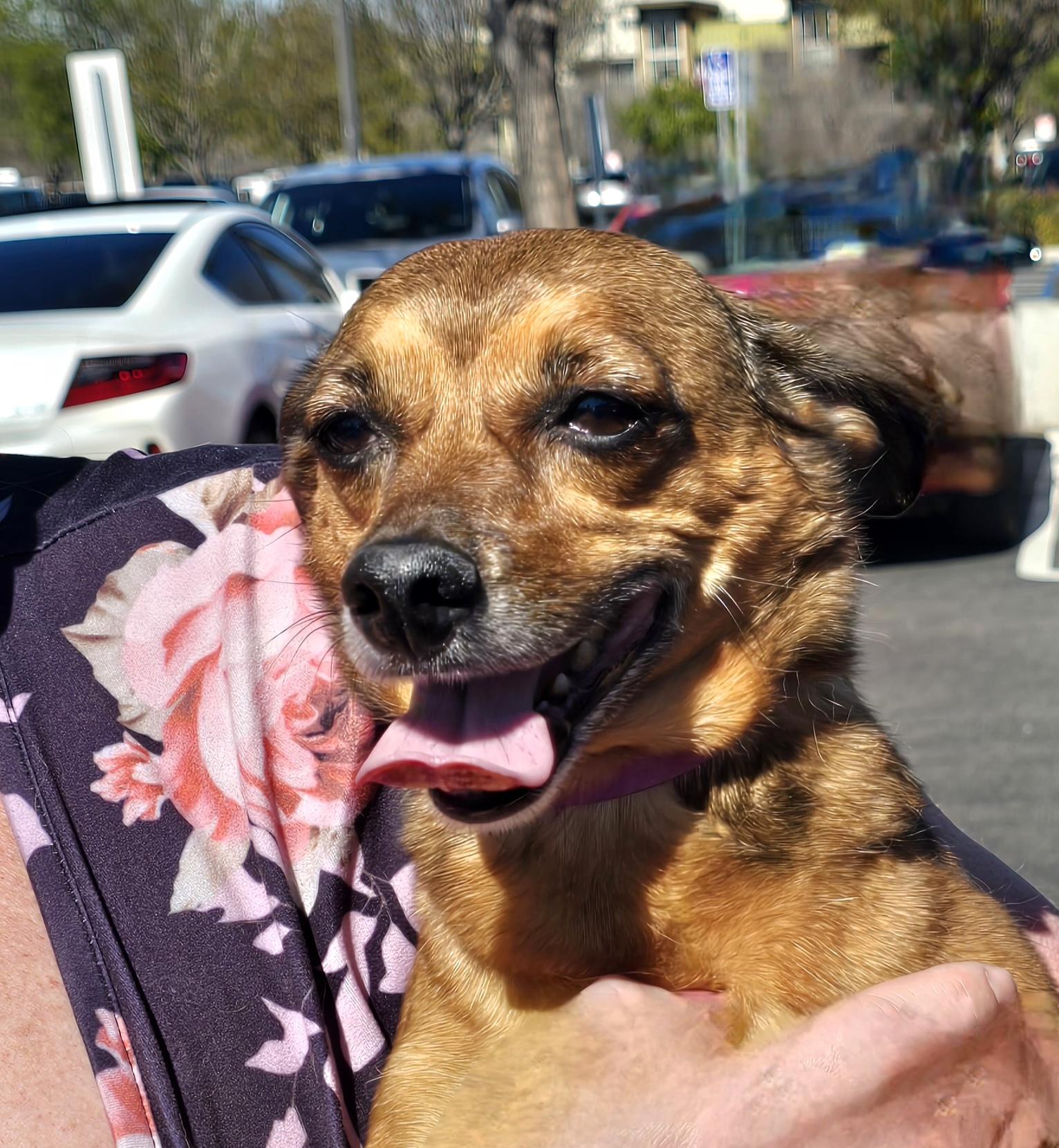 Chewy, a ADOPTABLE mixed breed in Tracy, CA image 2/2