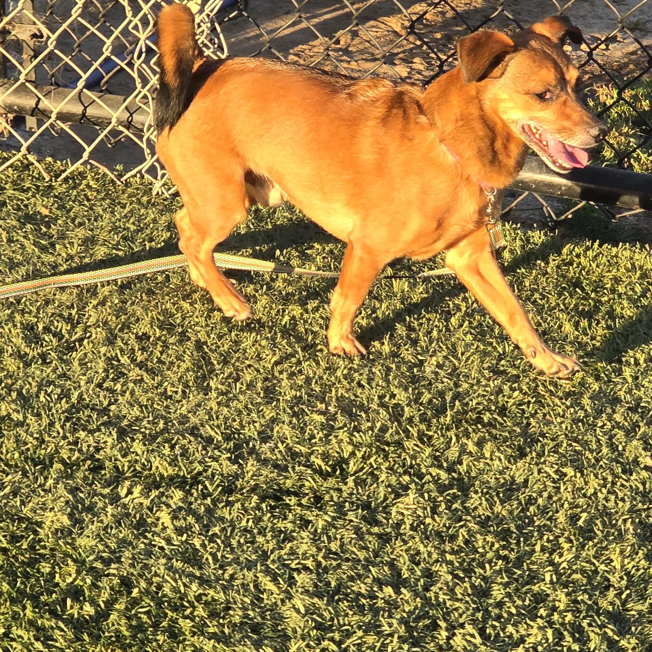 Enlarge Chewy, a ADOPTABLE mixed breed in Tracy, CA image 4/4