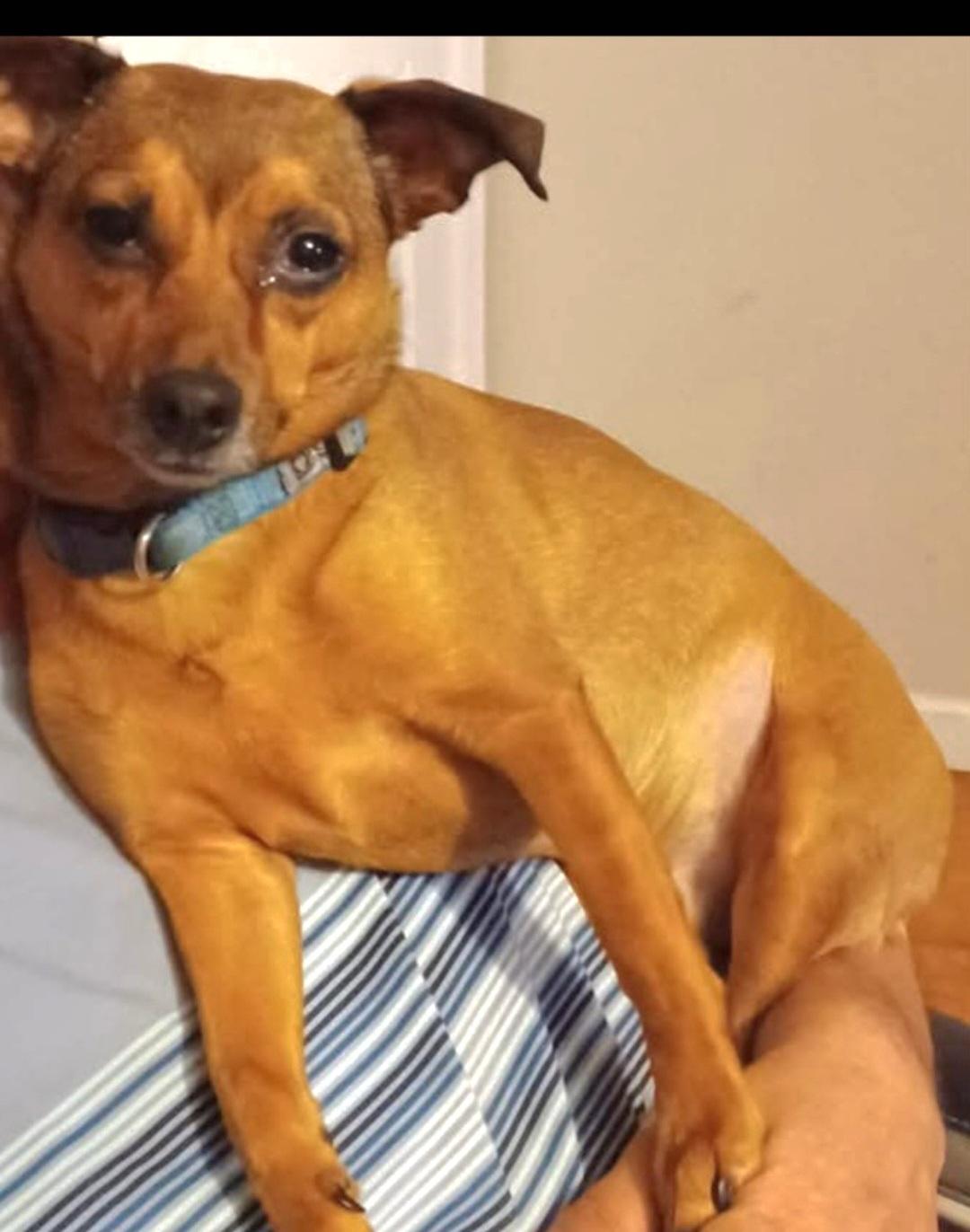 Chewy, ADOPTABLE, Senior Male Chihuahua.