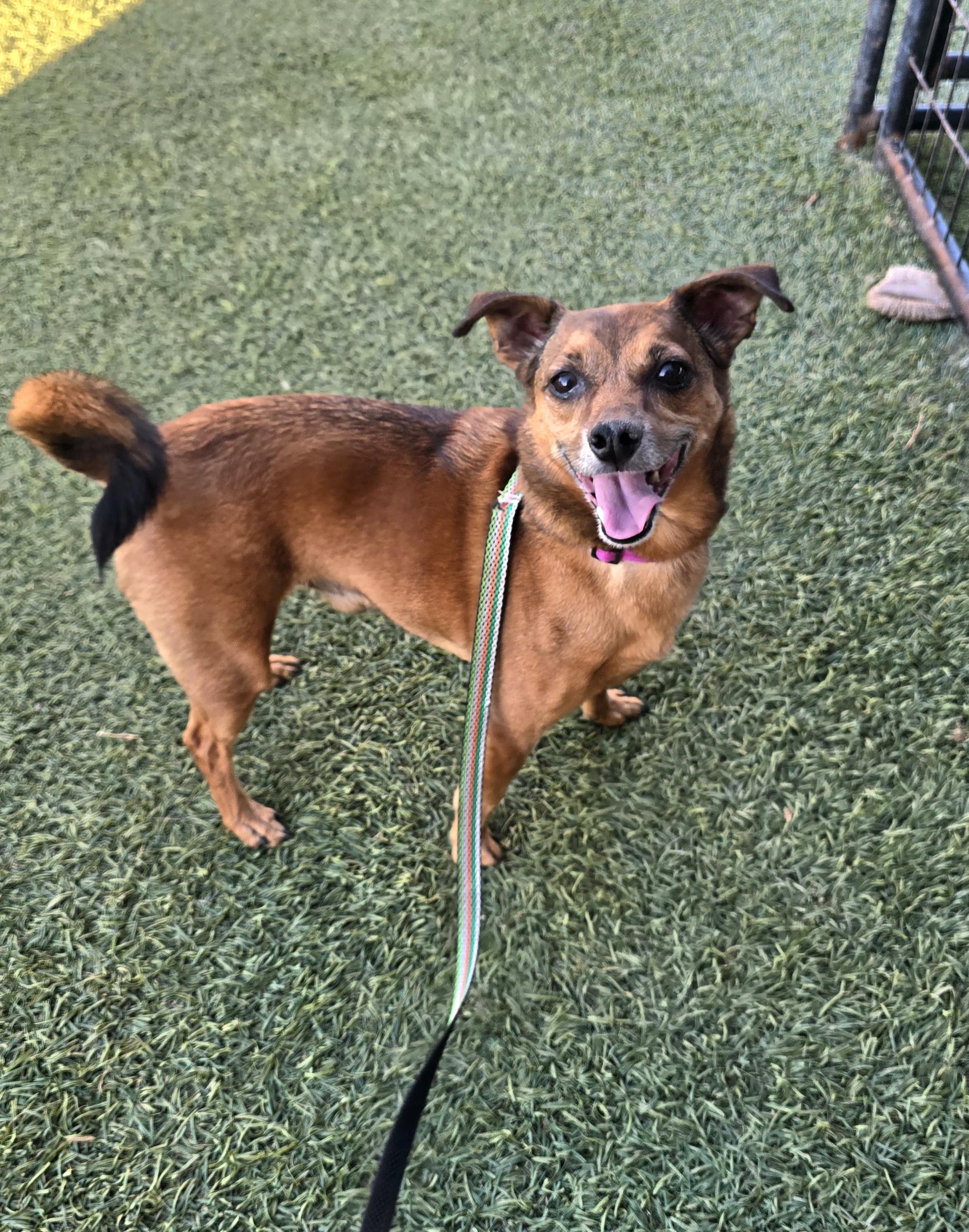 Enlarge Chewy, a ADOPTABLE mixed breed in Tracy, CA image 1/4