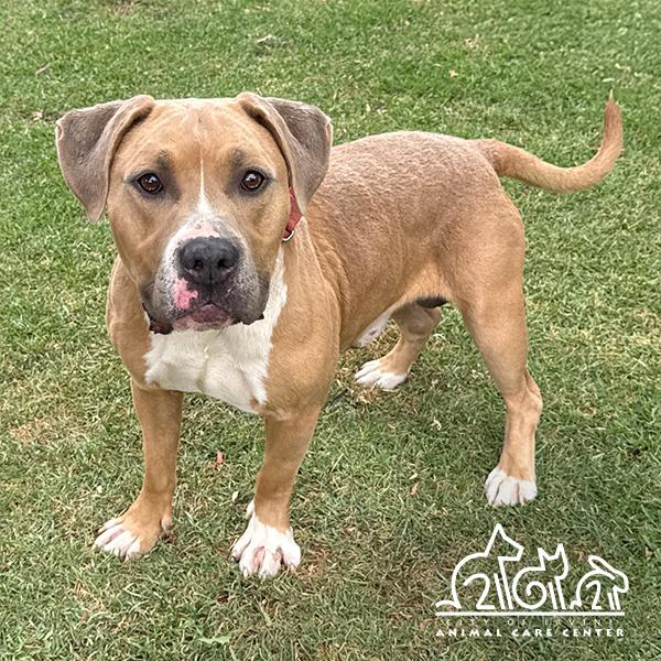 Enlarge AXEL, a Adoptable mixed breed in Irvine, CA image 1/1