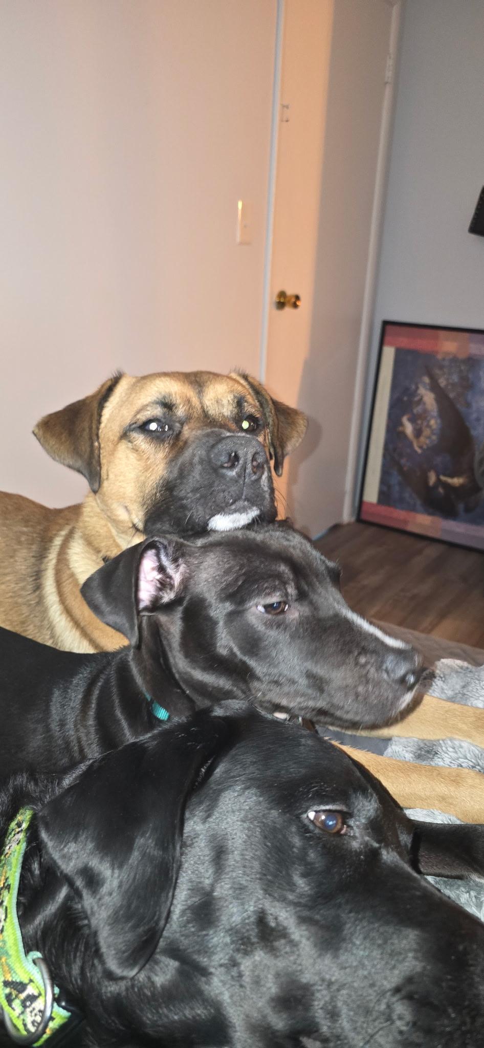 Enlarge Enzo, a Adoptable mixed breed in Elmhurst, IL image 6/6