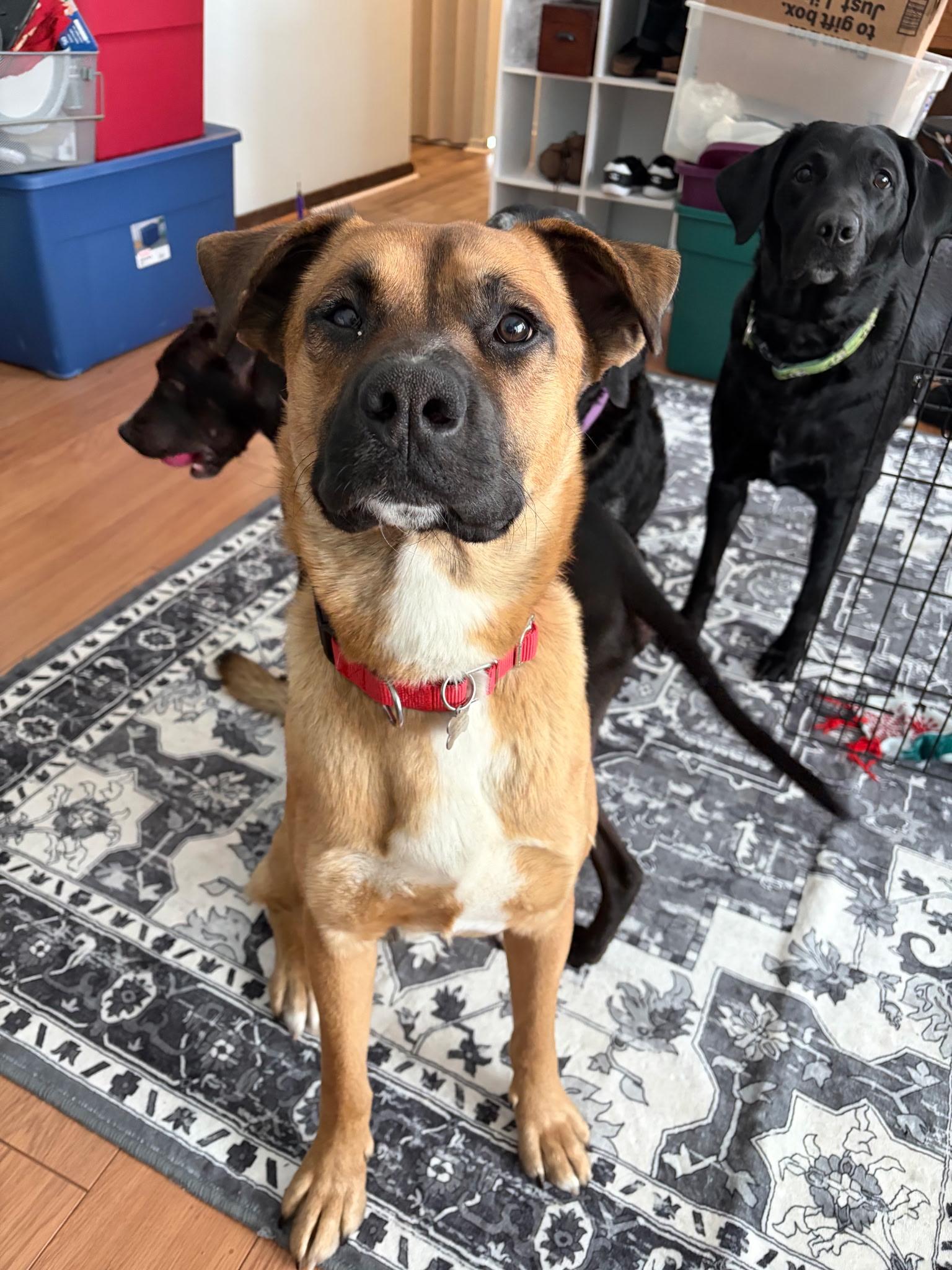 Enlarge Enzo, a Adoptable mixed breed in Elmhurst, IL image 2/6