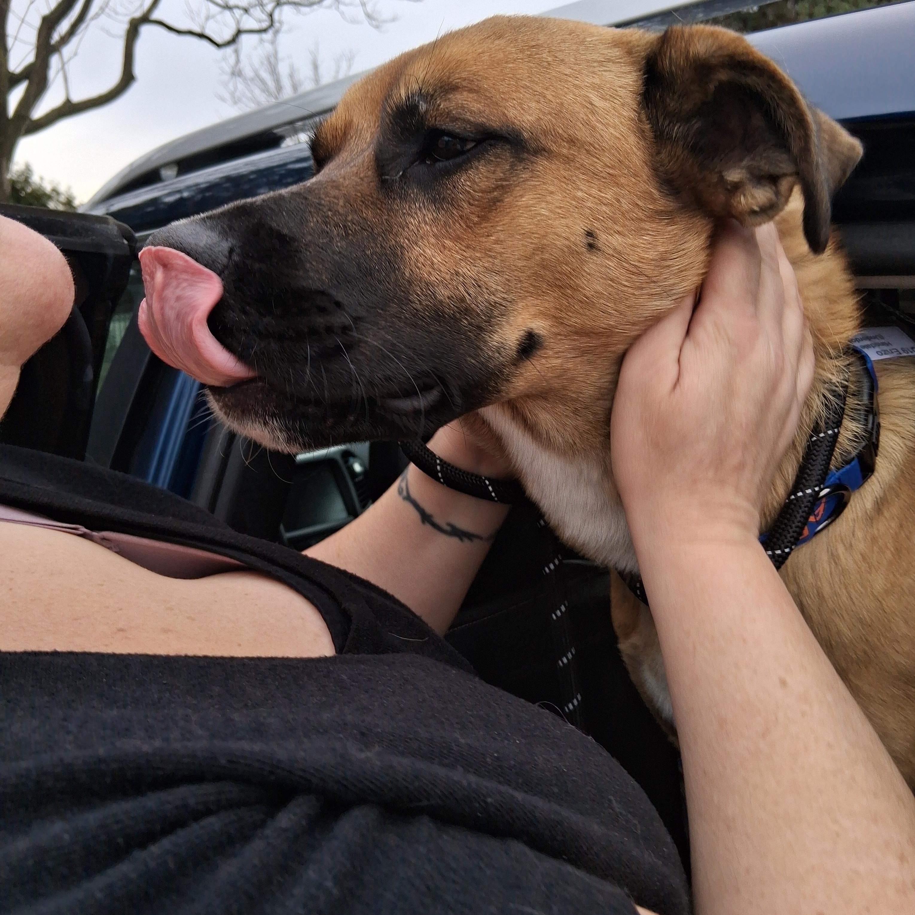 Enlarge Enzo, a Adoptable mixed breed in Elmhurst, IL image 5/6