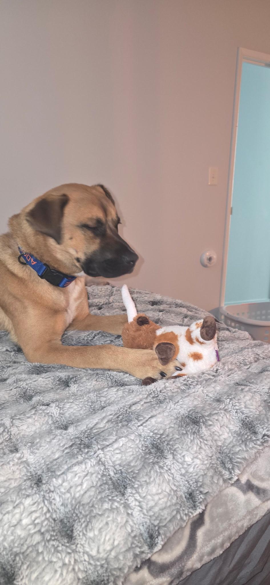 Enlarge Enzo, a Adoptable mixed breed in Elmhurst, IL image 4/6