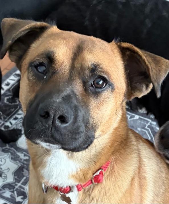 Enlarge Enzo, a Adoptable mixed breed in Elmhurst, IL image 1/6