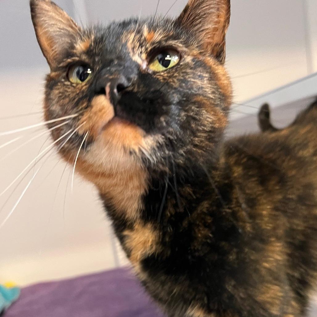 Peachy, Adoptable, Adult Female Domestic Short Hair.