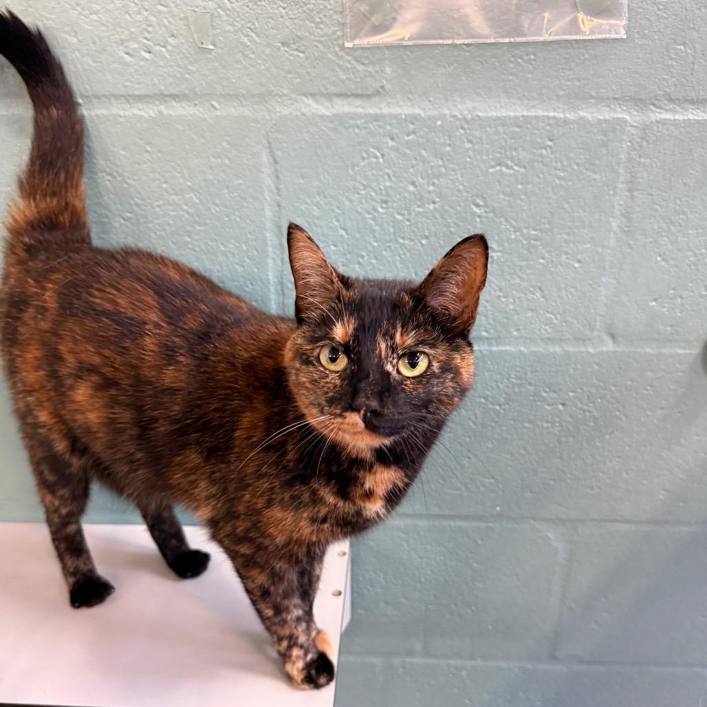 Enlarge Peachy, a Adoptable Domestic Short Hair in Sarasota, FL image 2/6