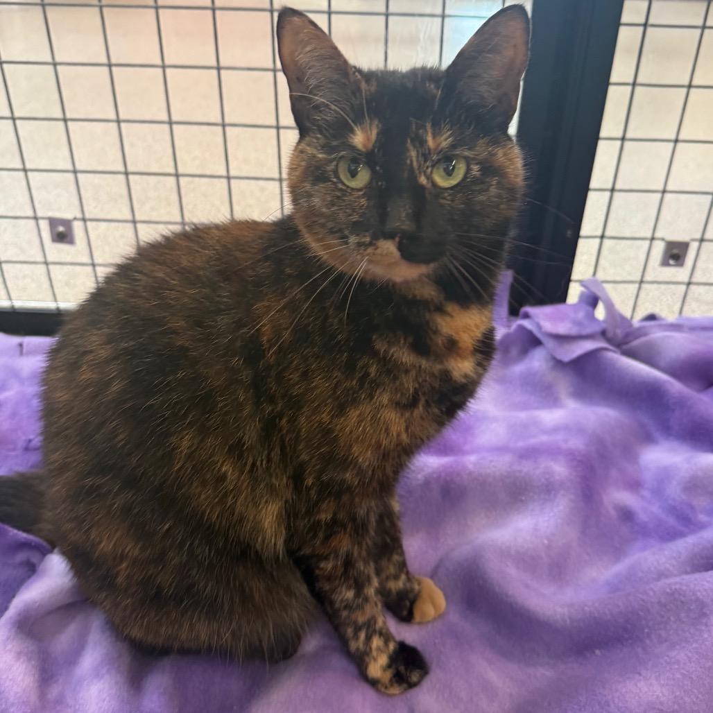 Enlarge Peachy, a Adoptable Domestic Short Hair in Sarasota, FL image 3/6