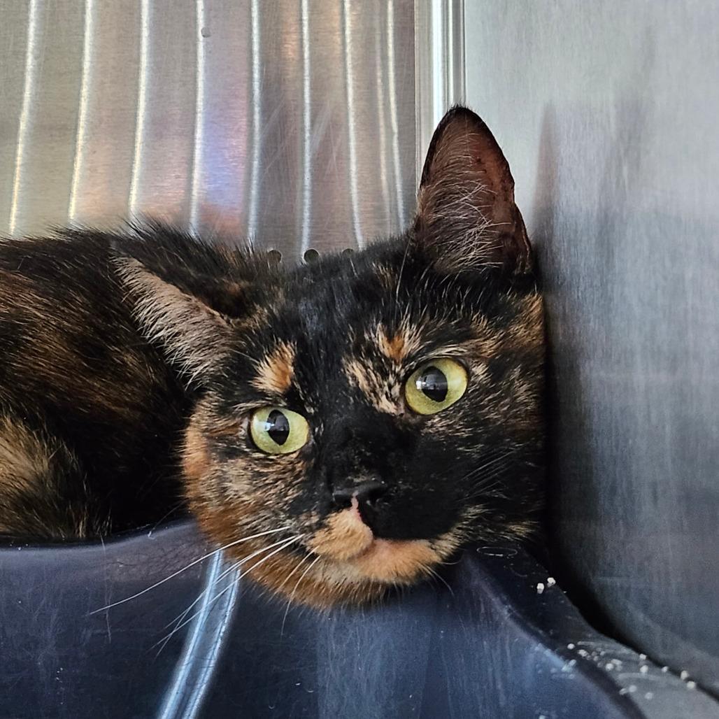 Enlarge Peachy, a Adoptable Domestic Short Hair in Sarasota, FL image 4/6