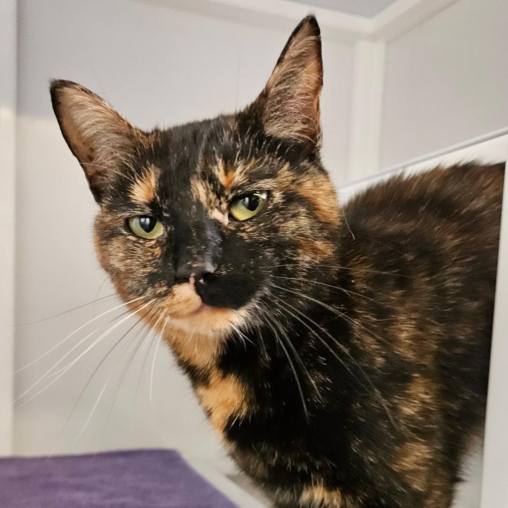 Enlarge Peachy, a Adoptable Domestic Short Hair in Sarasota, FL image 5/6