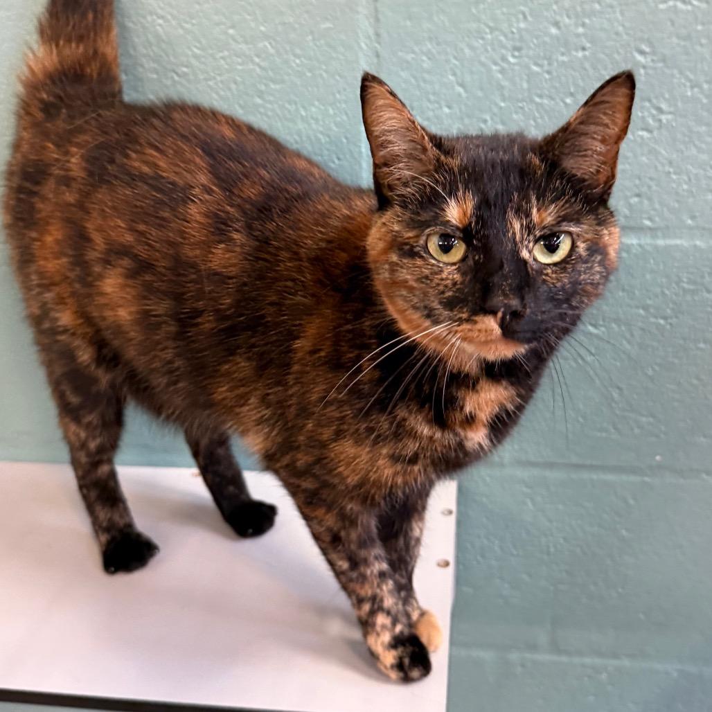 Enlarge Peachy, a Adoptable Domestic Short Hair in Sarasota, FL image 6/6