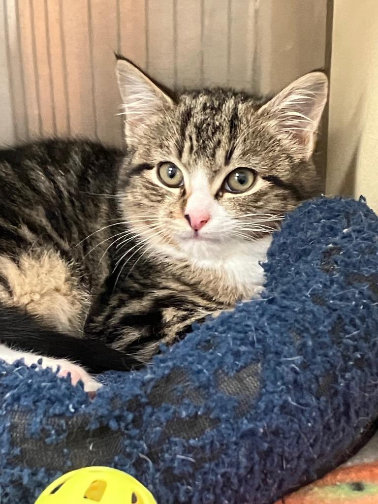 Noel, Adoptable, Kitten Male Domestic Short Hair.