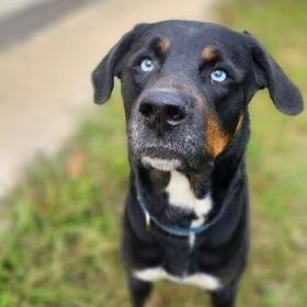 Enlarge Bella, a Adoptable mixed breed in Shinnston, WV image 1/1