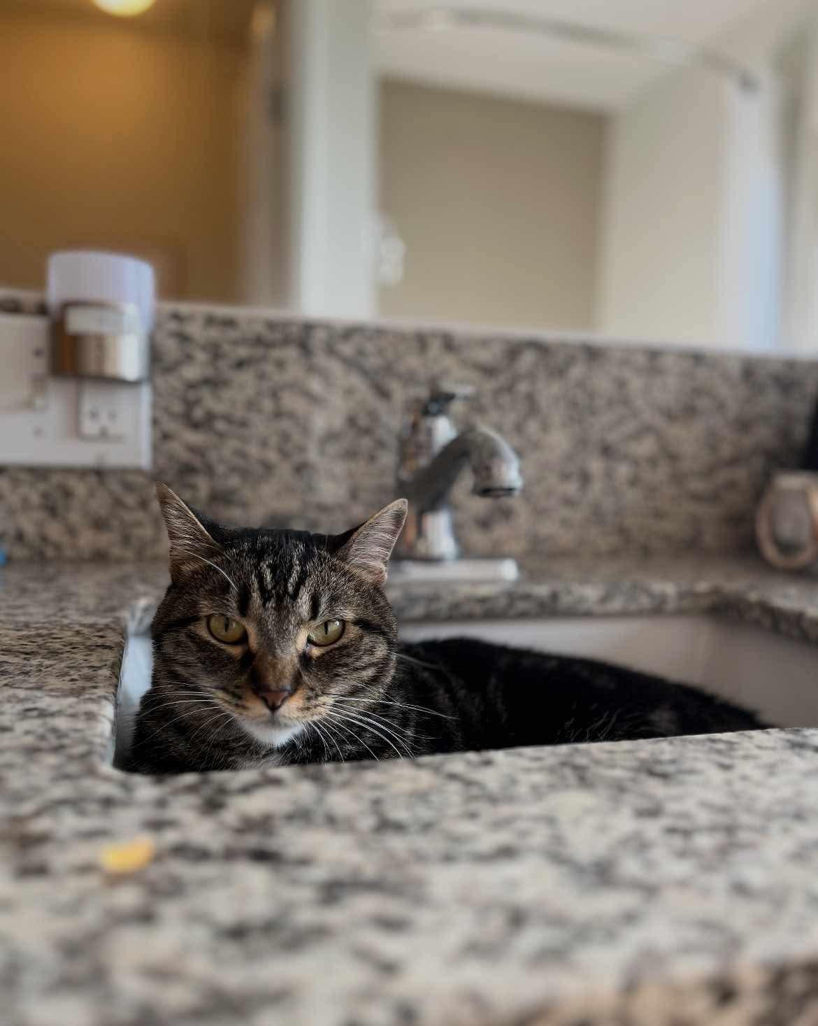 Elmer, an adoptable Domestic Short Hair in Federal Way, WA, 98023 | Photo Image 4