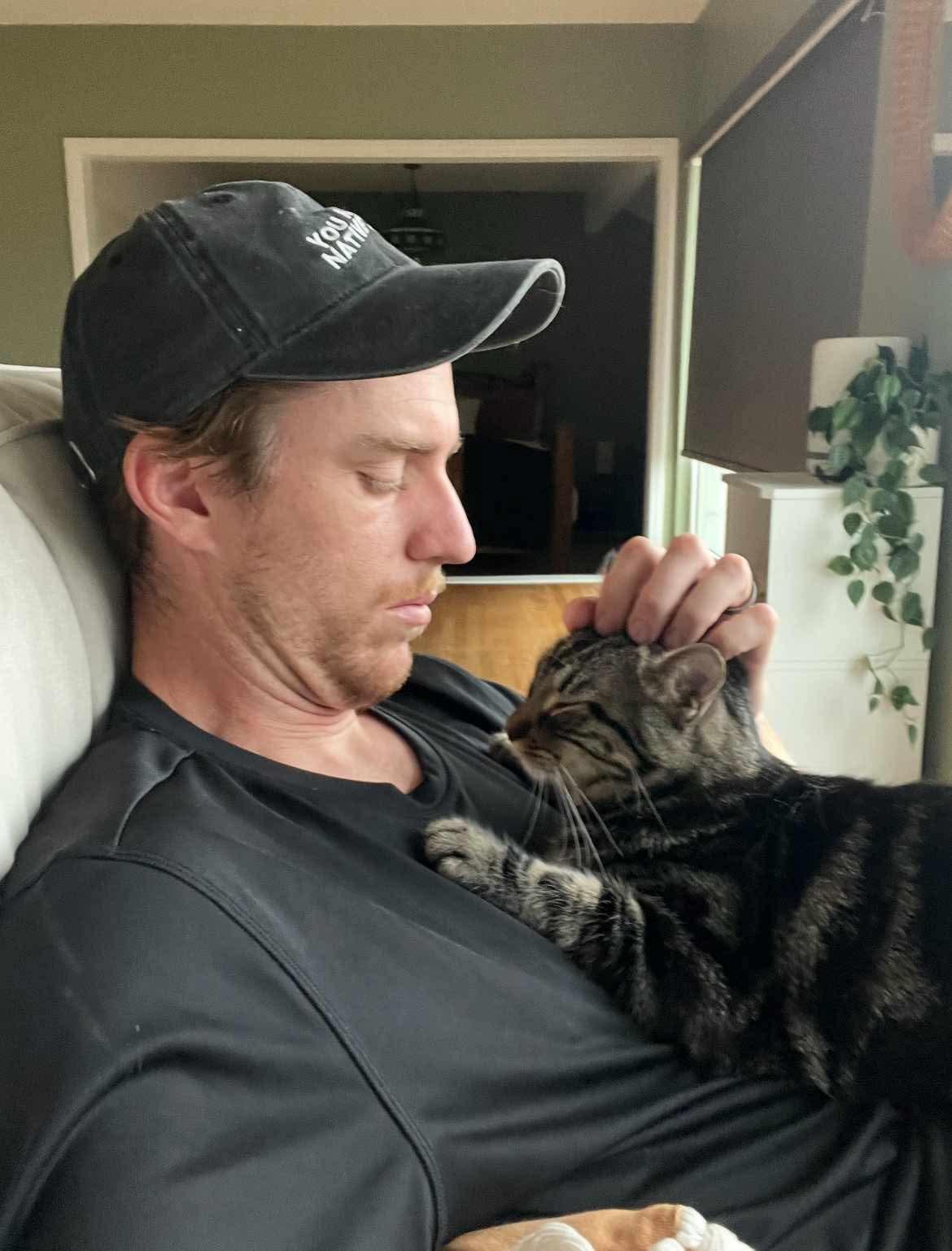 Elmer, an adoptable Domestic Short Hair in Federal Way, WA, 98023 | Photo Image 3