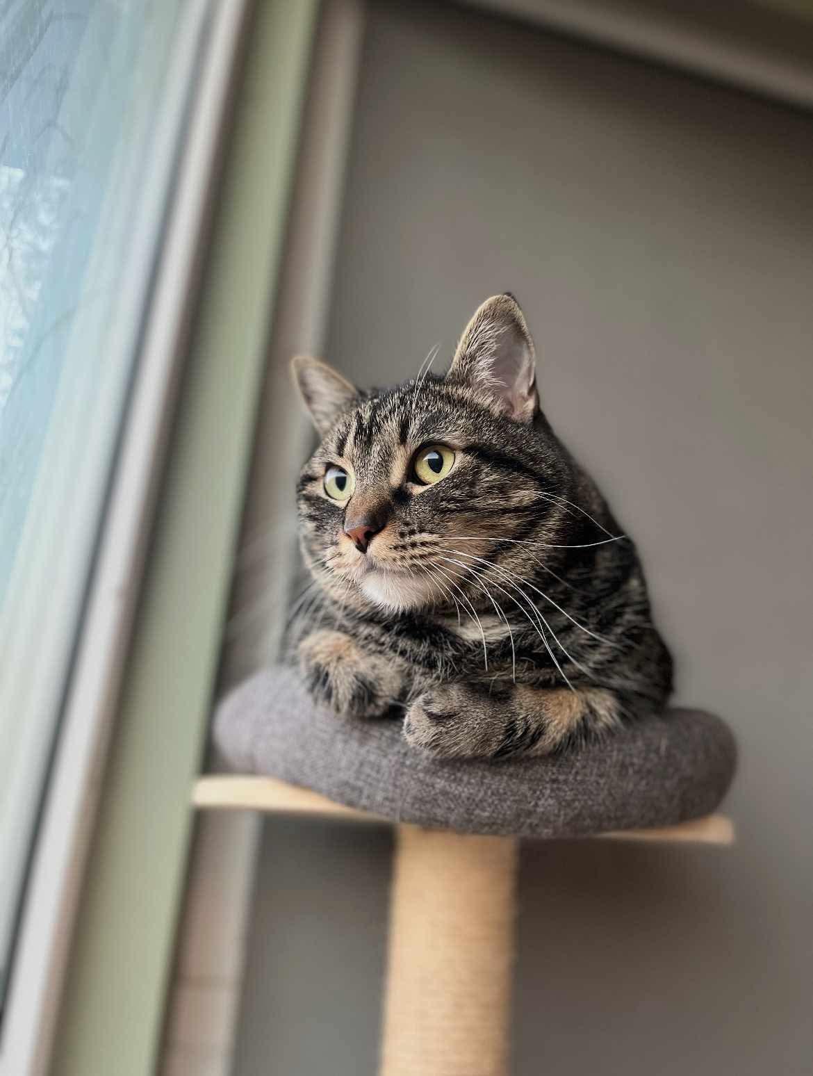 Elmer Domestic Short Hair Cat