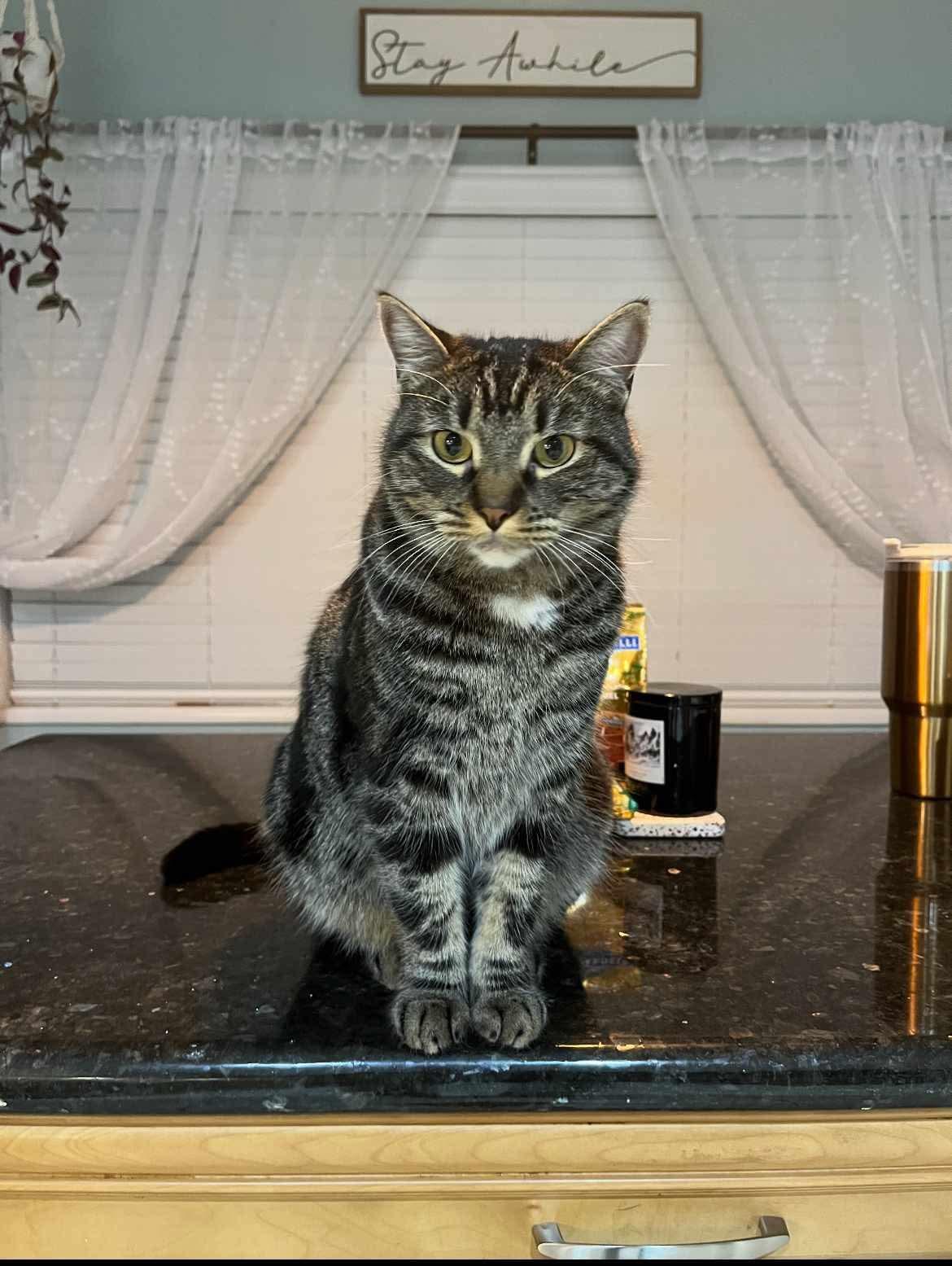 Elmer, an adoptable Domestic Short Hair in Federal Way, WA, 98023 | Photo Image 6