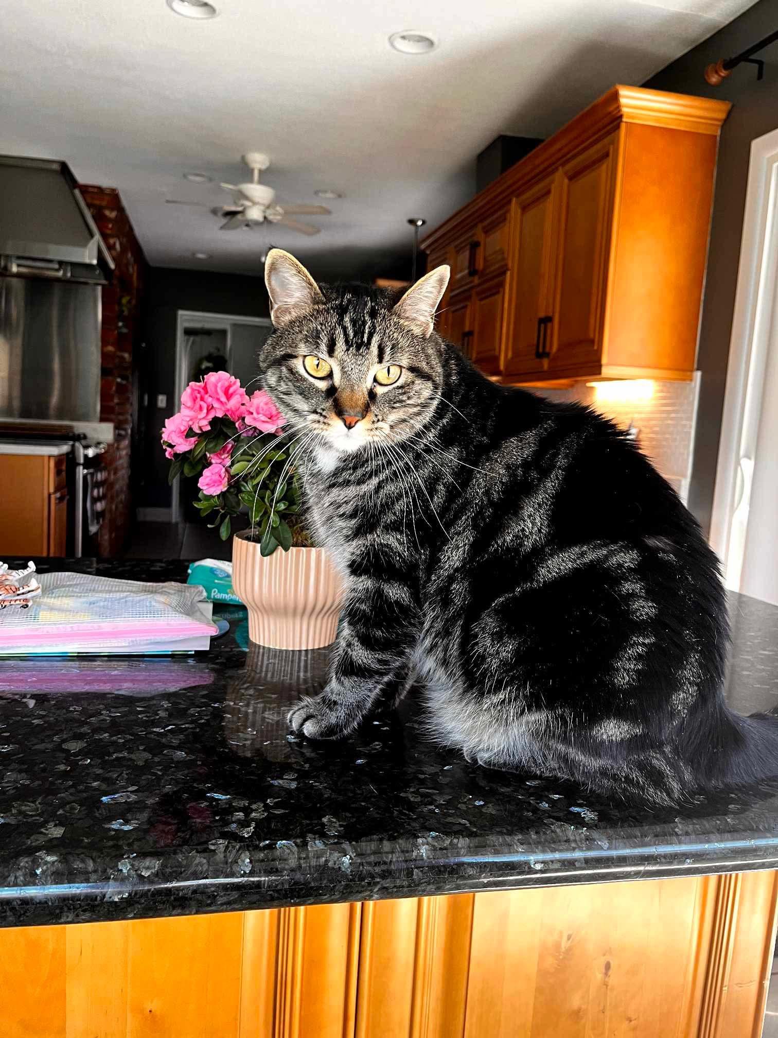 Elmer, an adoptable Domestic Short Hair in Federal Way, WA, 98023 | Photo Image 2